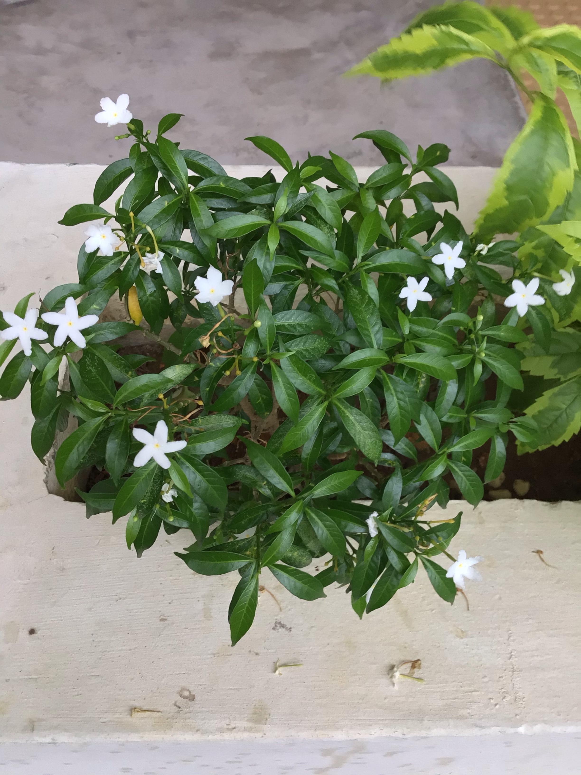 Jasmine plant?