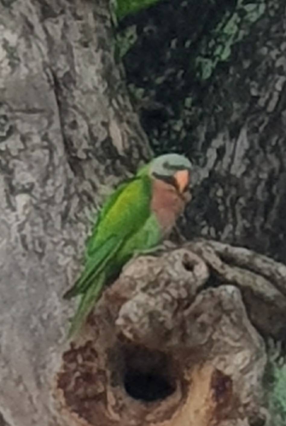 Red-breasted parakeet