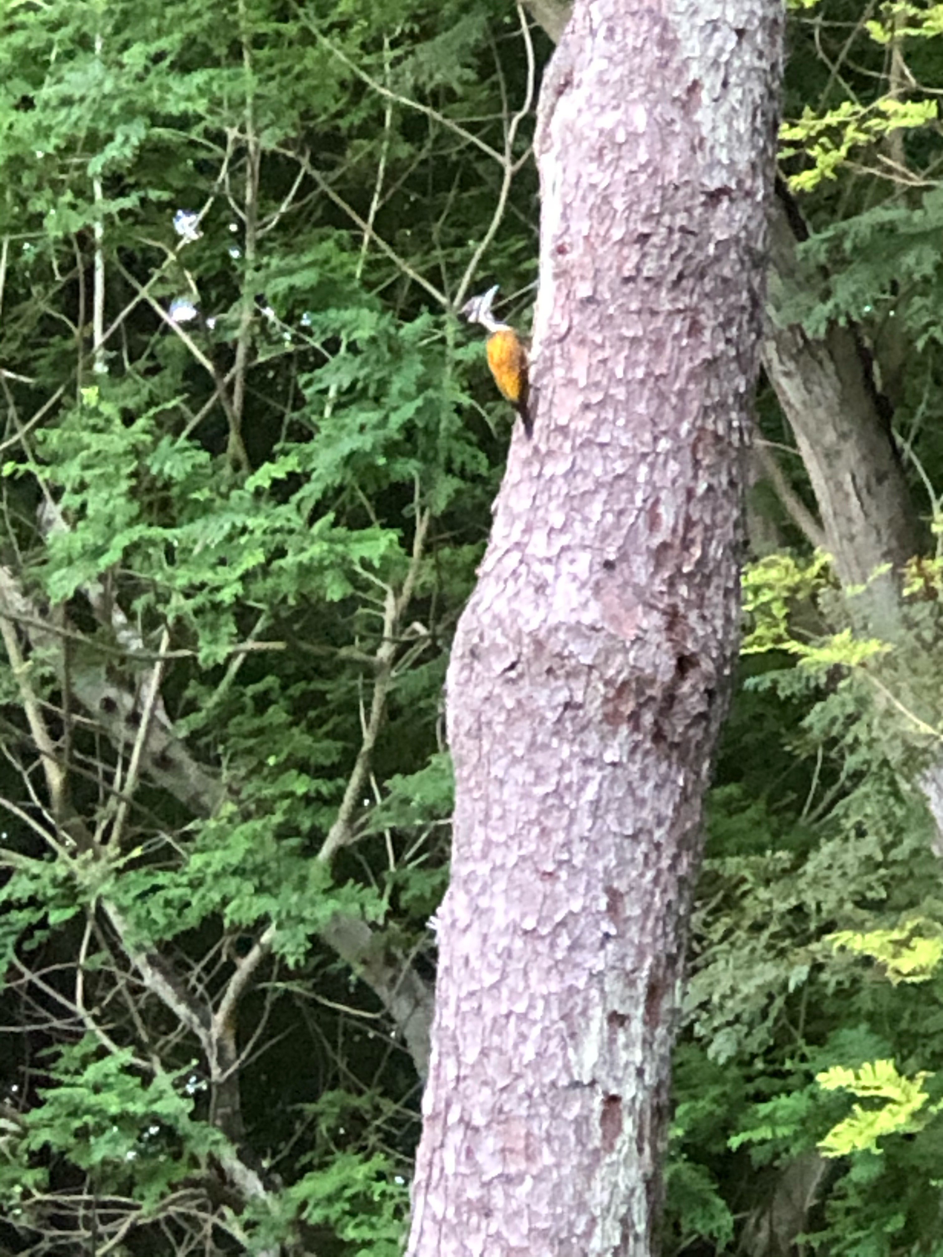Common flameback 