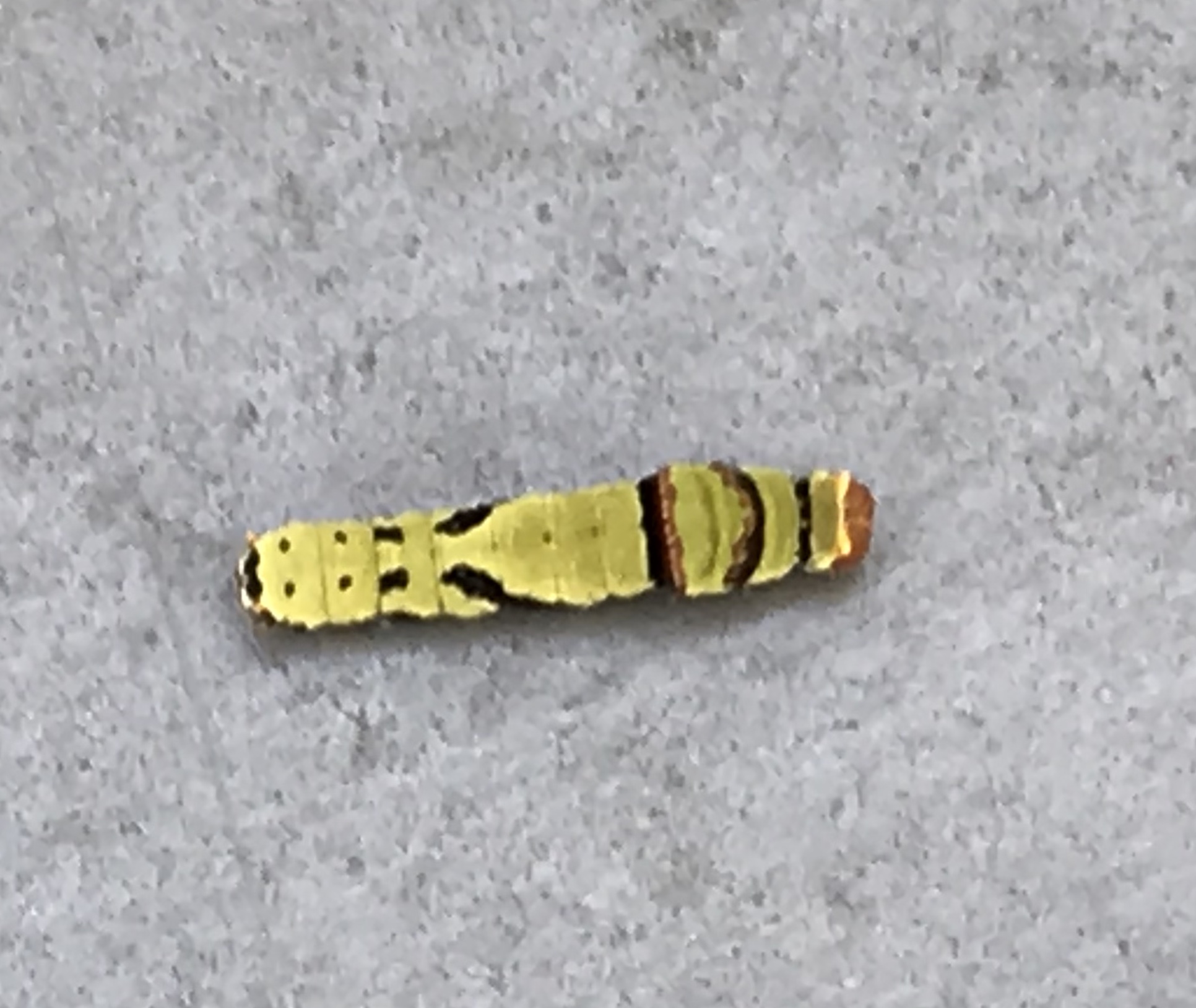 Caterpillar