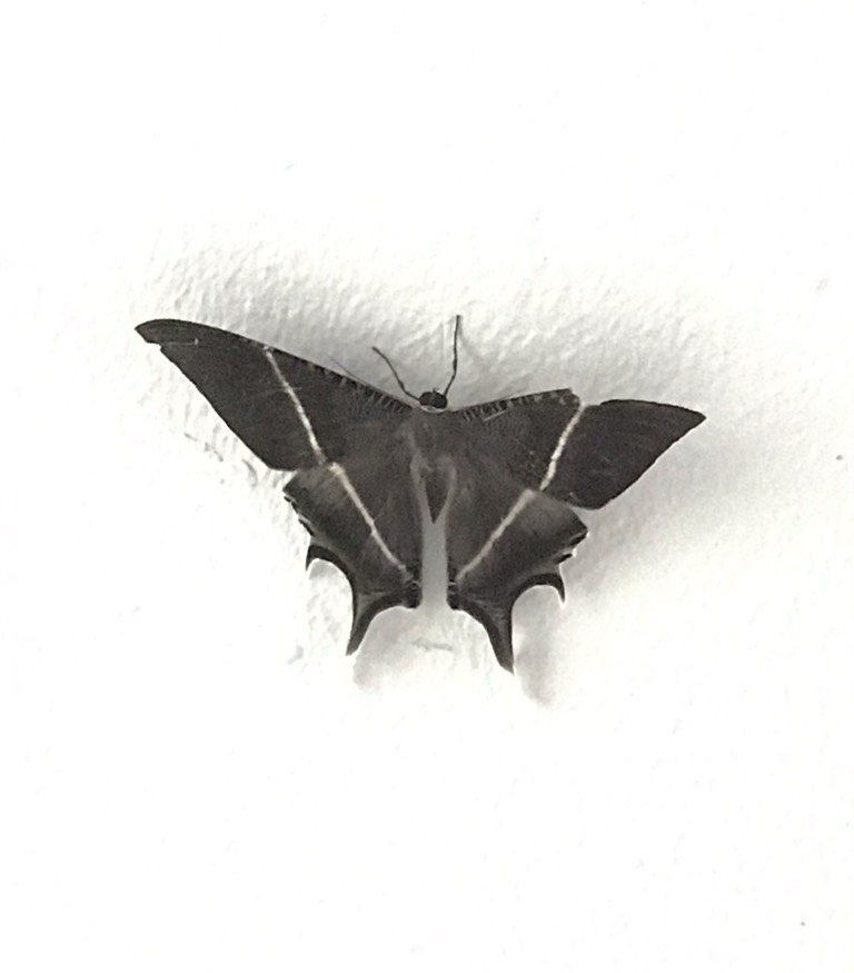 Swallowtail moth