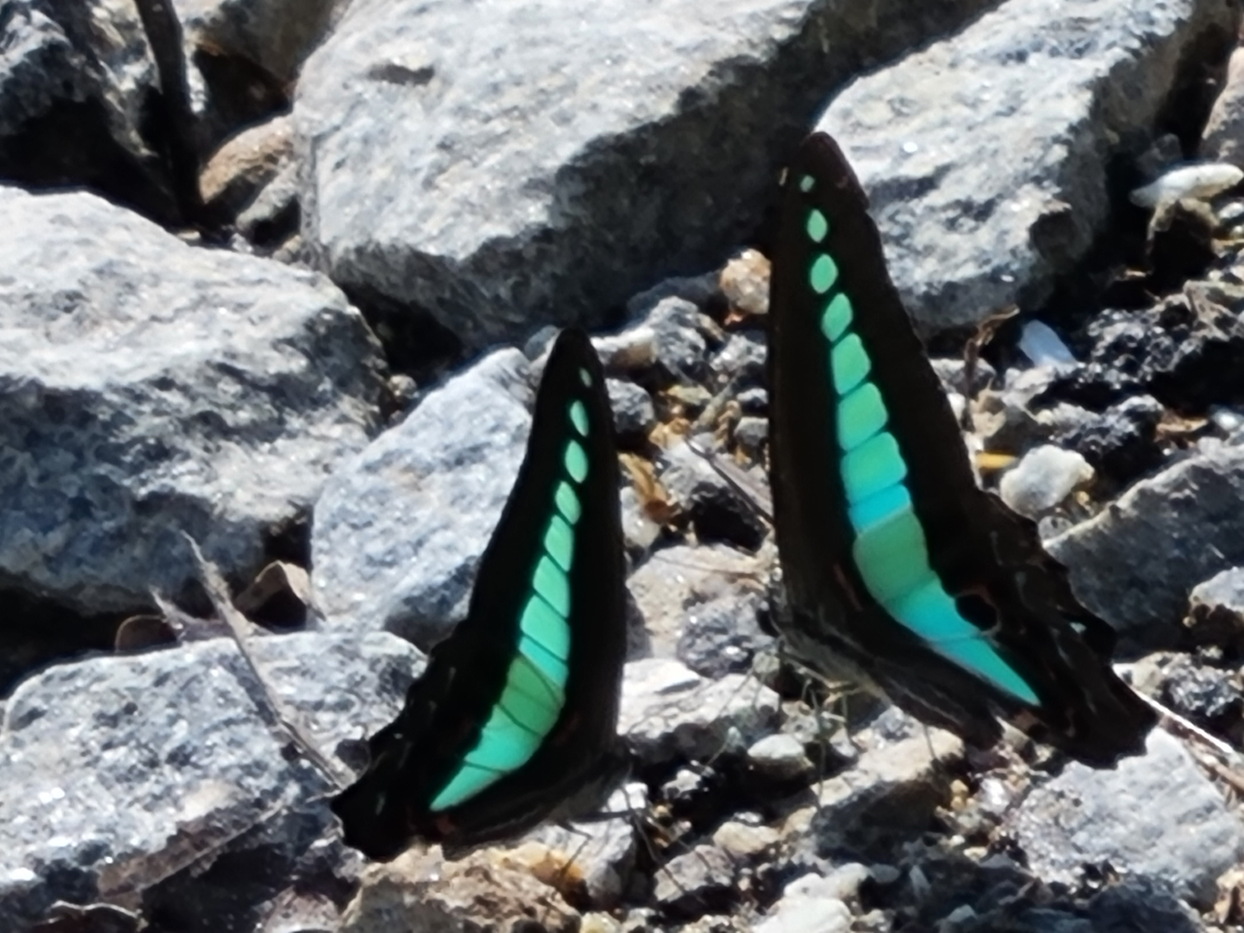 Common bluebottle