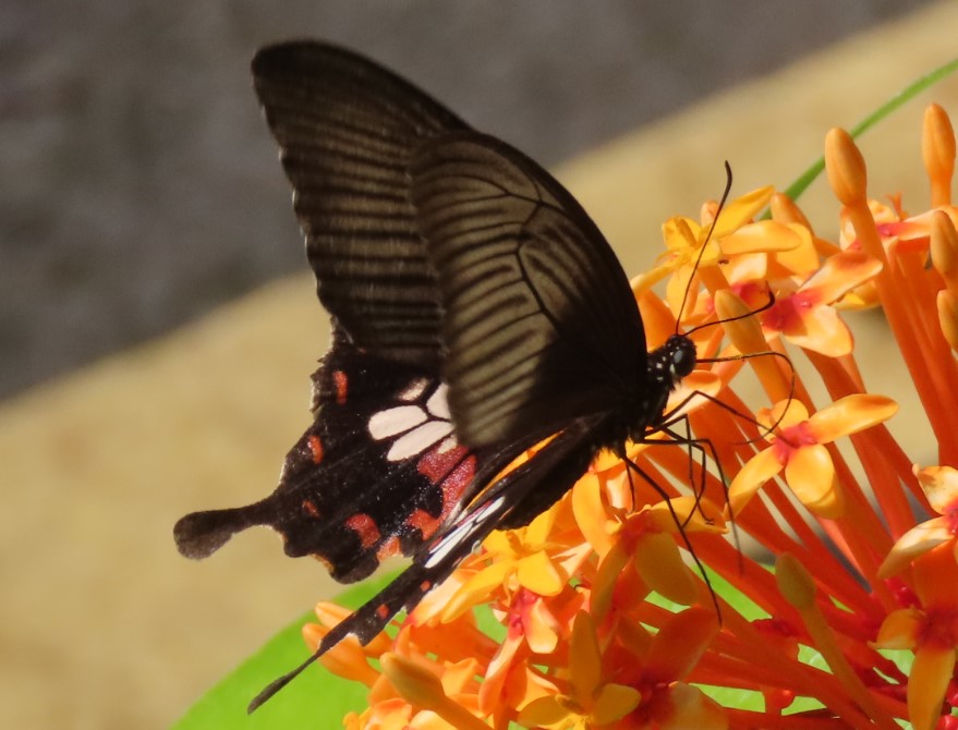 Common mormon (f)