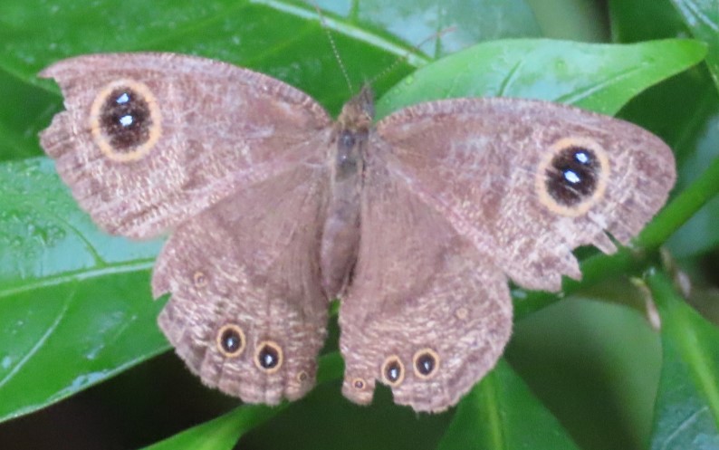 Common five ring