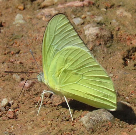 Lemon emigrant