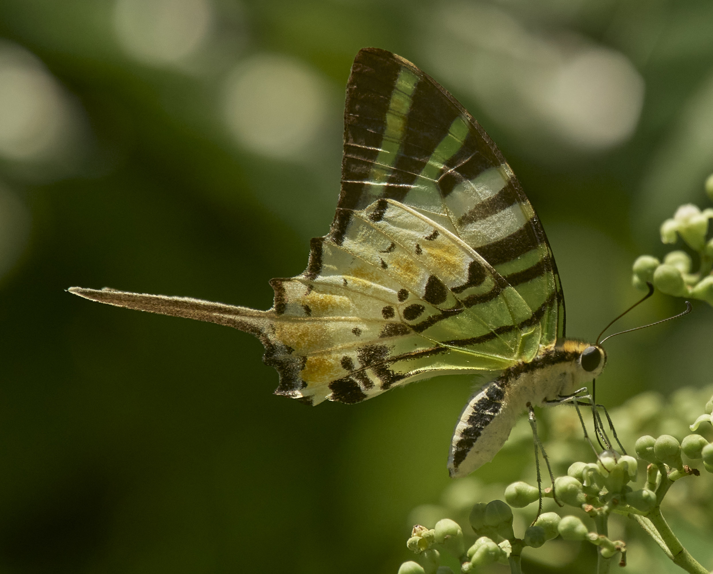 Five-bar swordtail