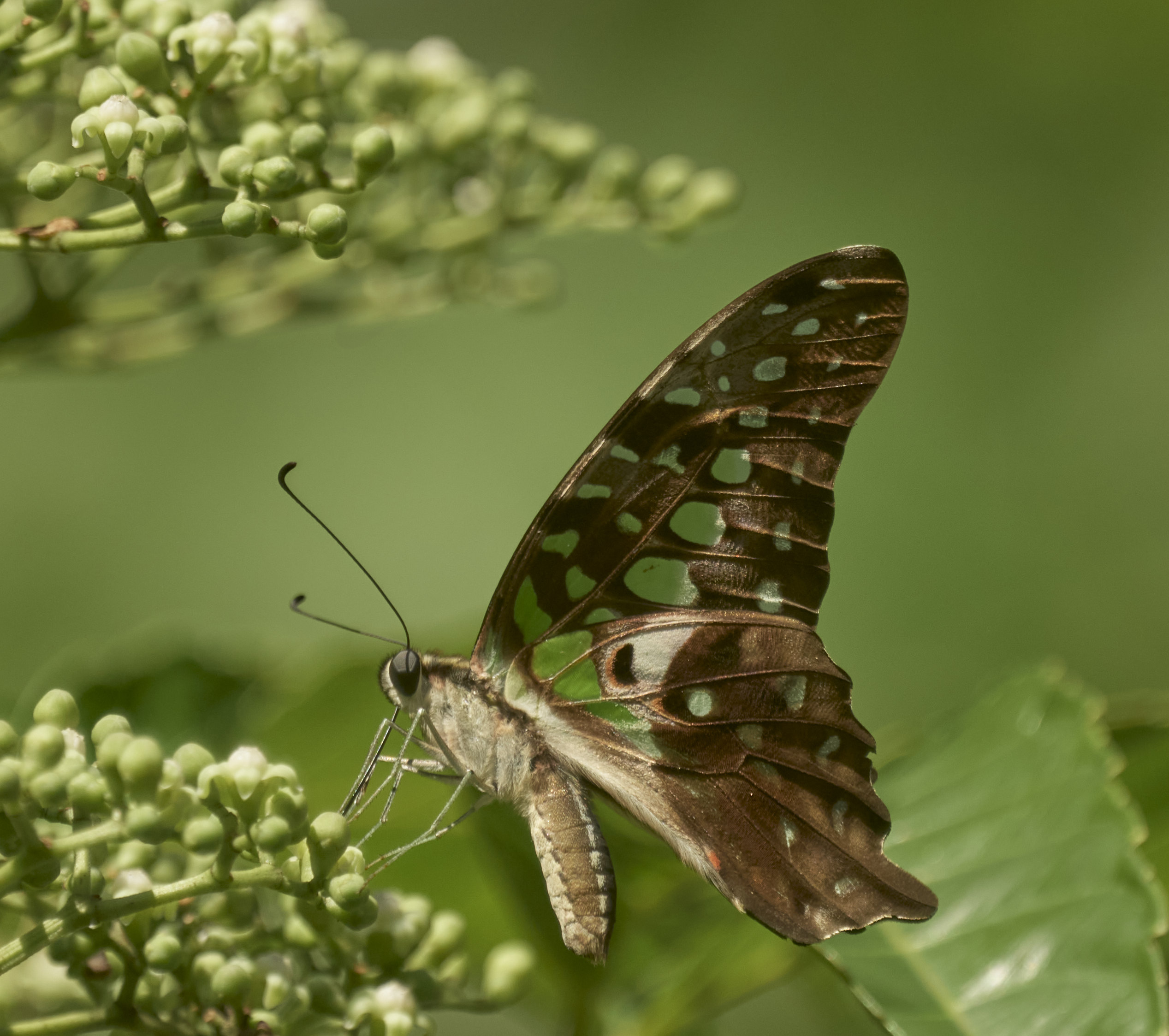 Tailed jay