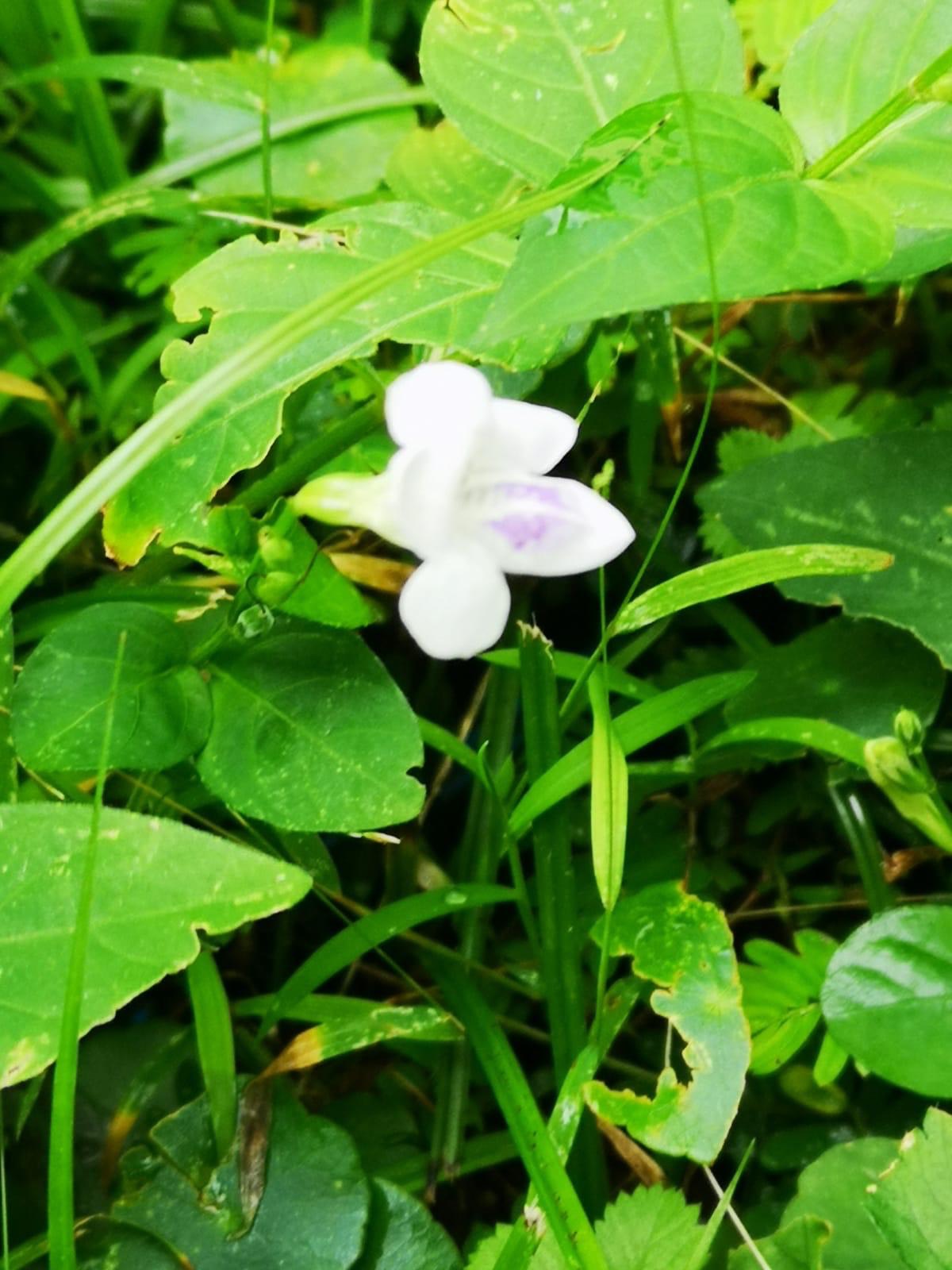 Mimulus alatus