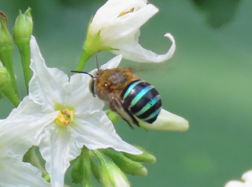 Sunda blue-banded digger bee