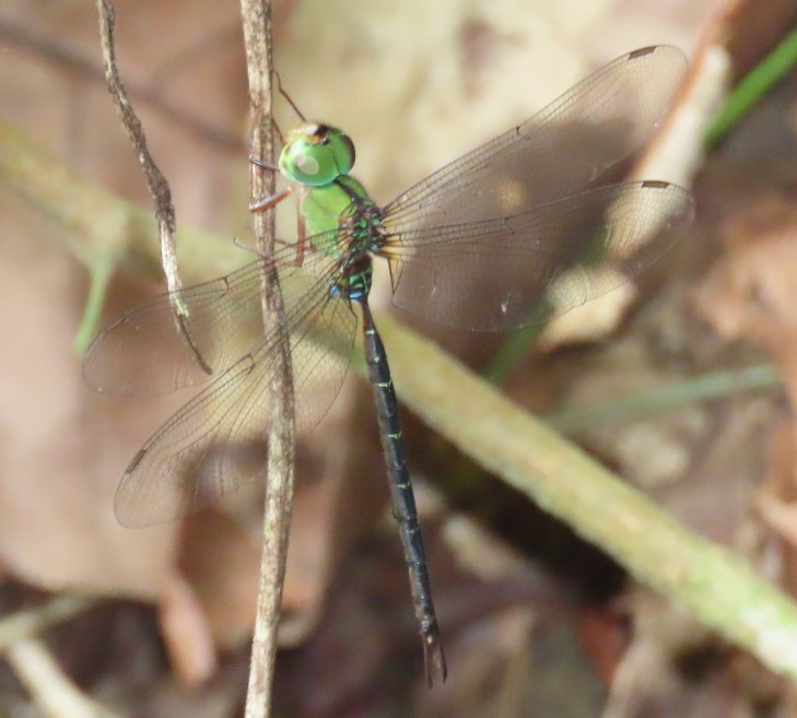 Spear-tailed duskhawker