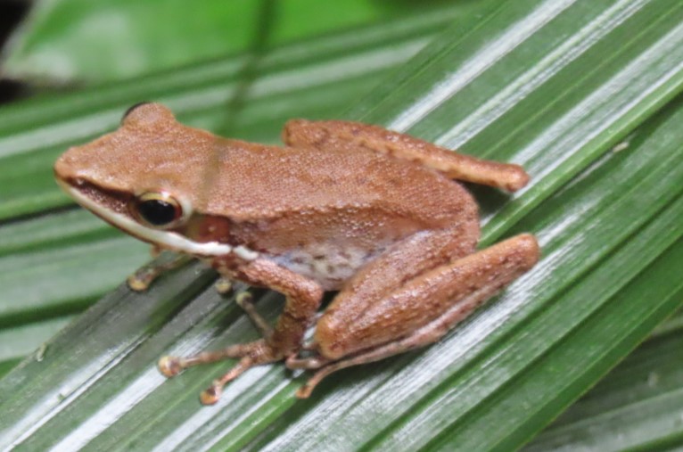 Dark-sided chorus frog