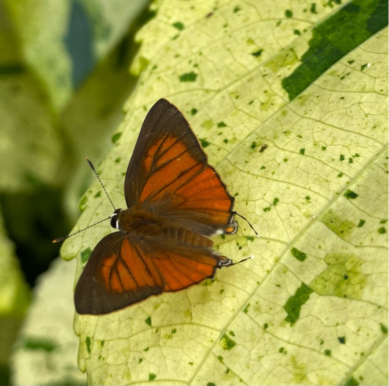 Common red flash 