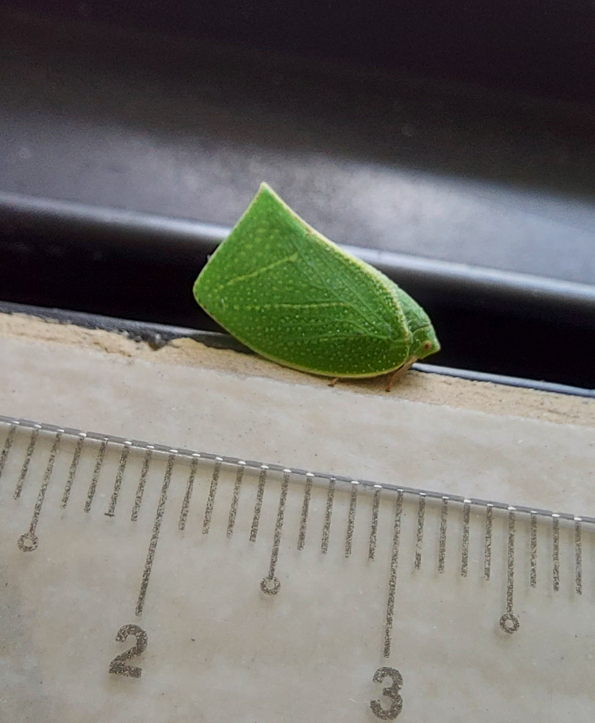 Torpedo bug