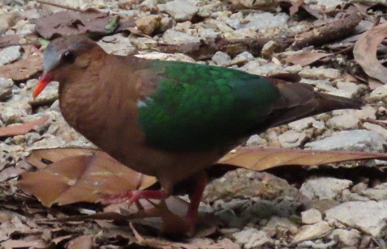 Common emerald dove