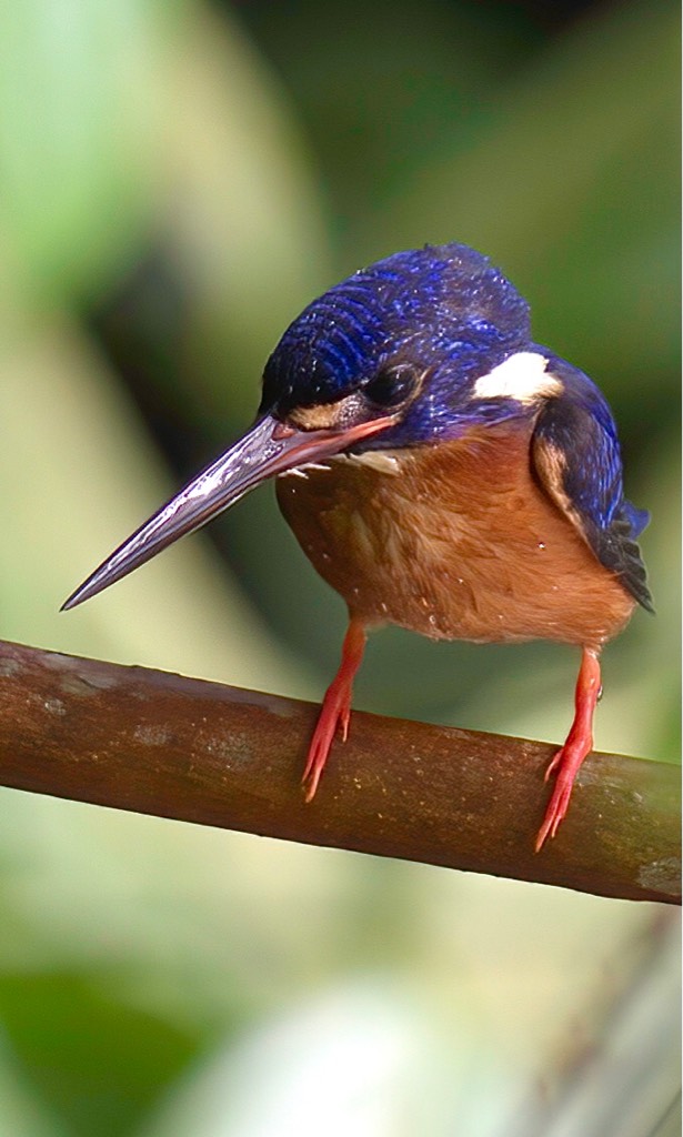 Blue-eared kingfisher