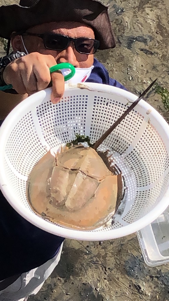 Mangrove horseshoe crab