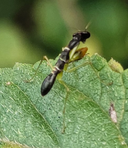 Asian ant mantis