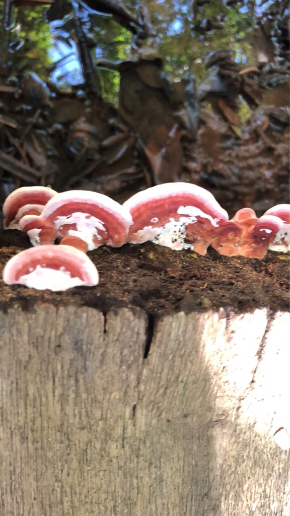 Coral-pink  merulius