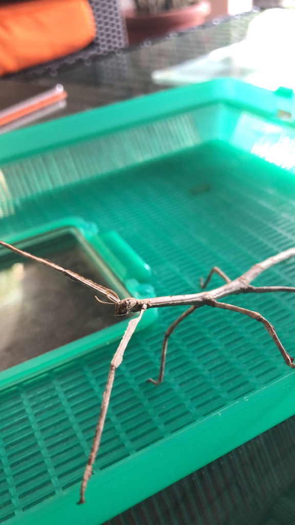 Goliath stick insect