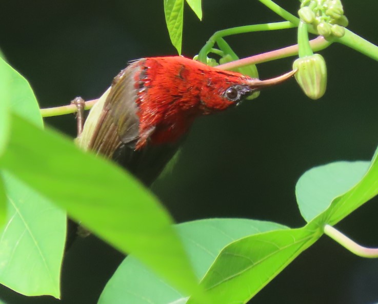 Crimson sunbird