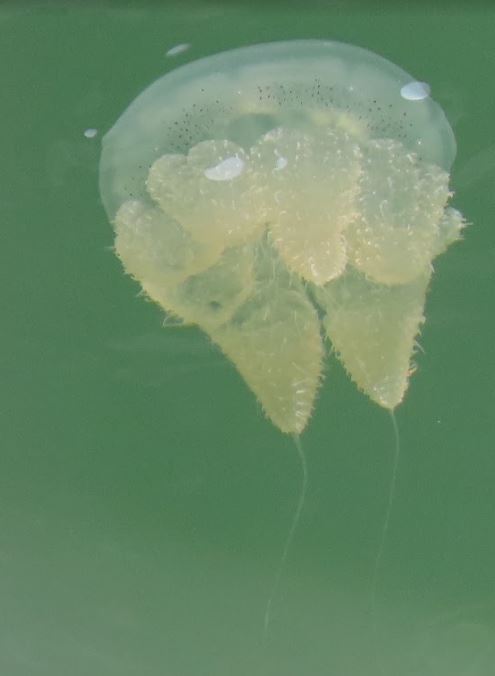 Mangrove jellyfish