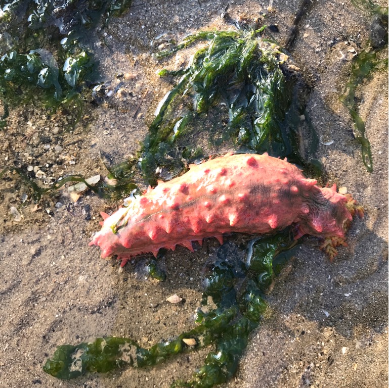 Thorny sea cucumber