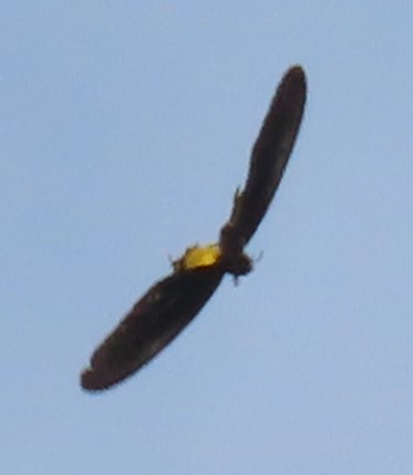 Common birdwing