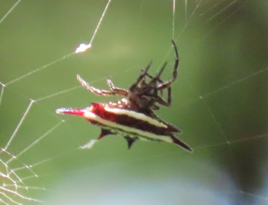 Spiny orb weaver