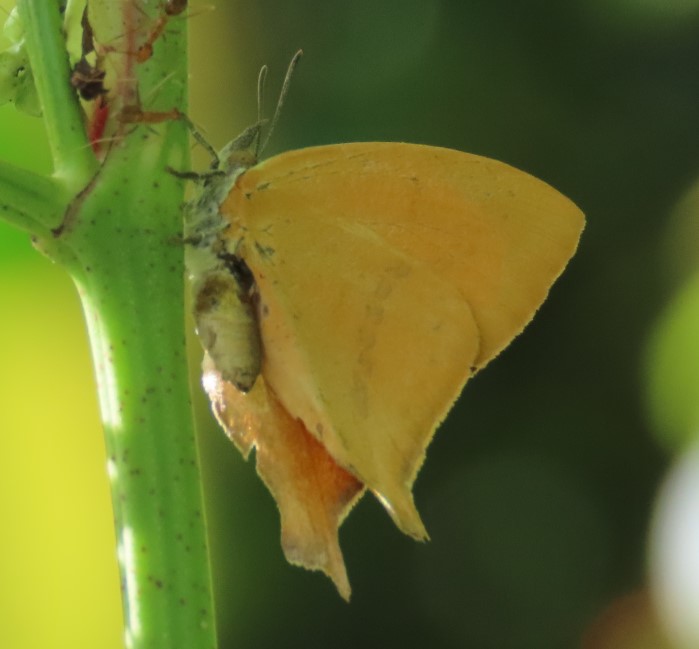 Yamfly