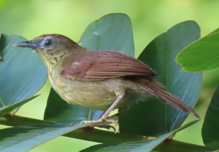 Pin-striped tit-babbler