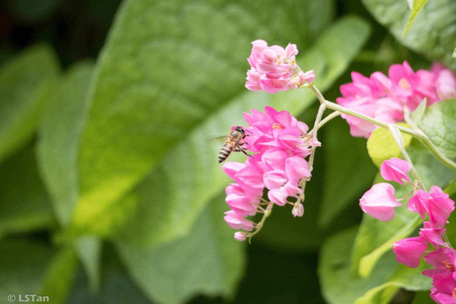 Asian Honey Bee Biodiversity And Environment Database System 