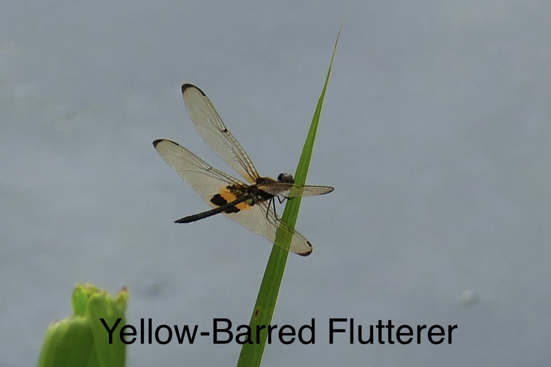 Yellow barred flutterer 