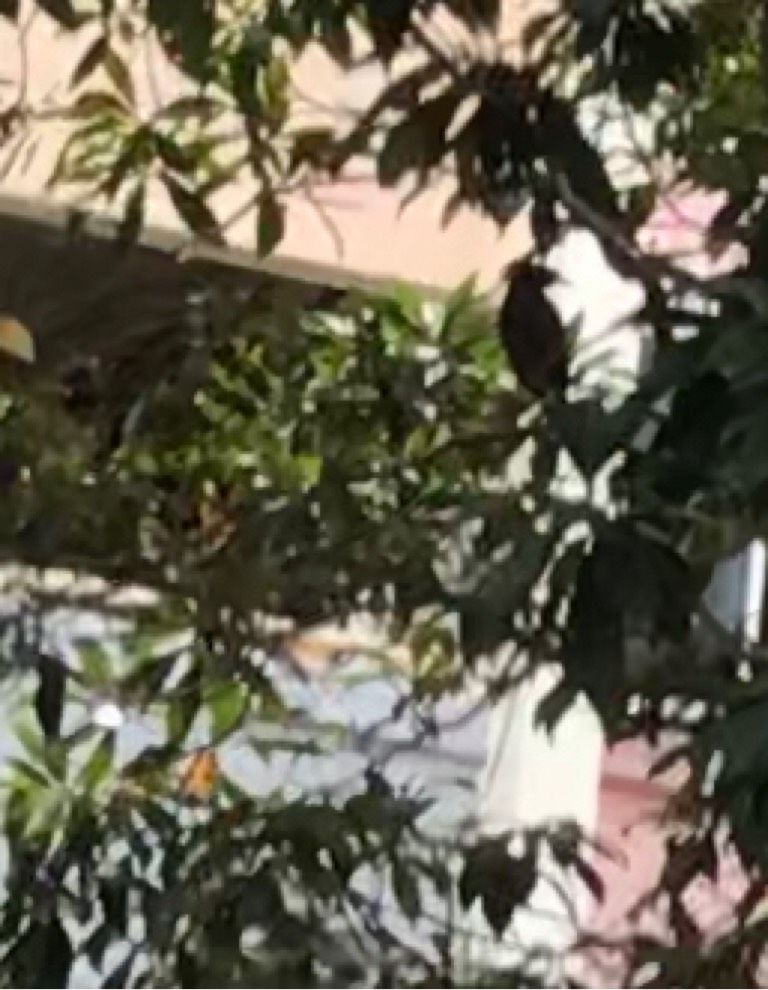 Magpie