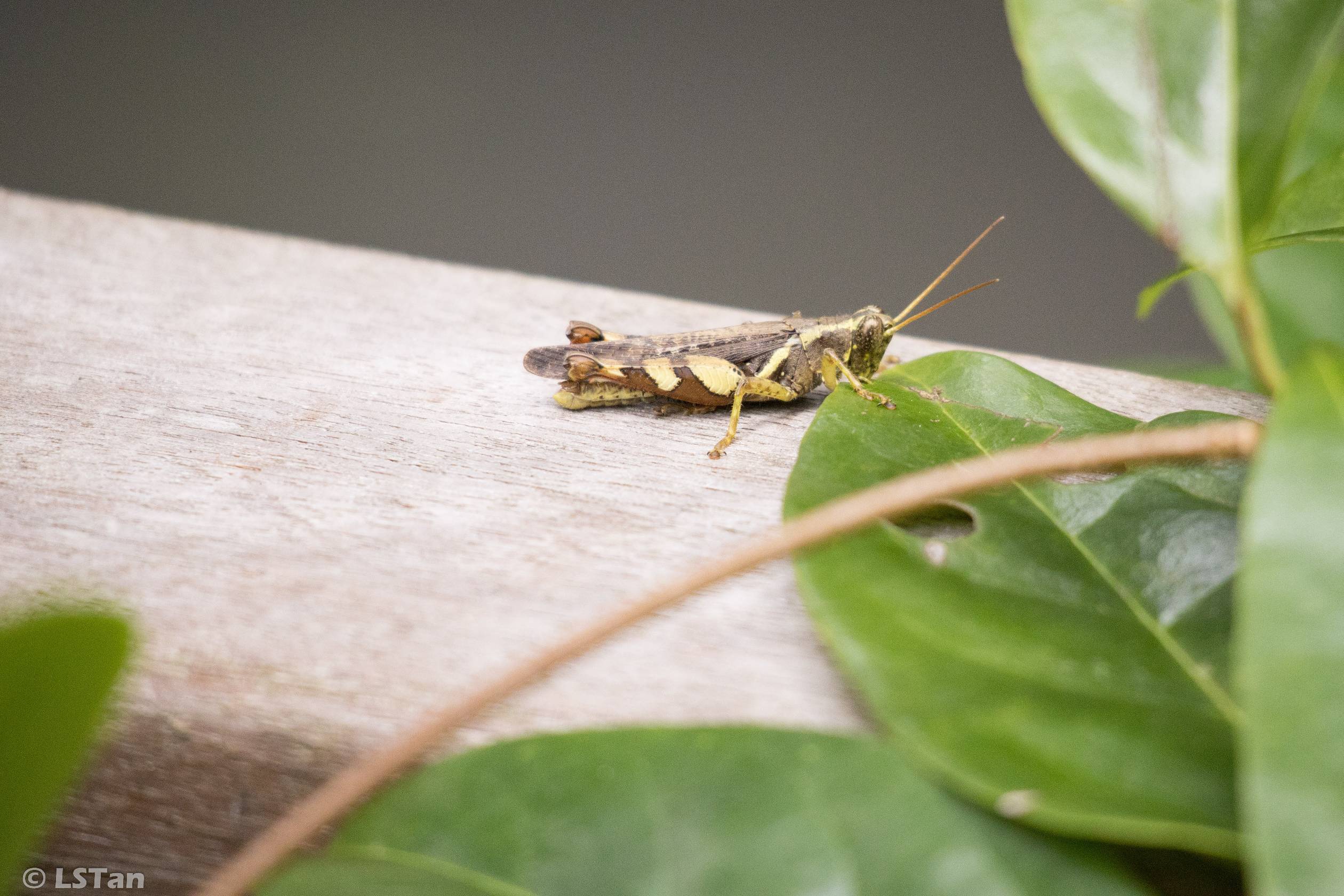 Rufous-legged grasshopper
