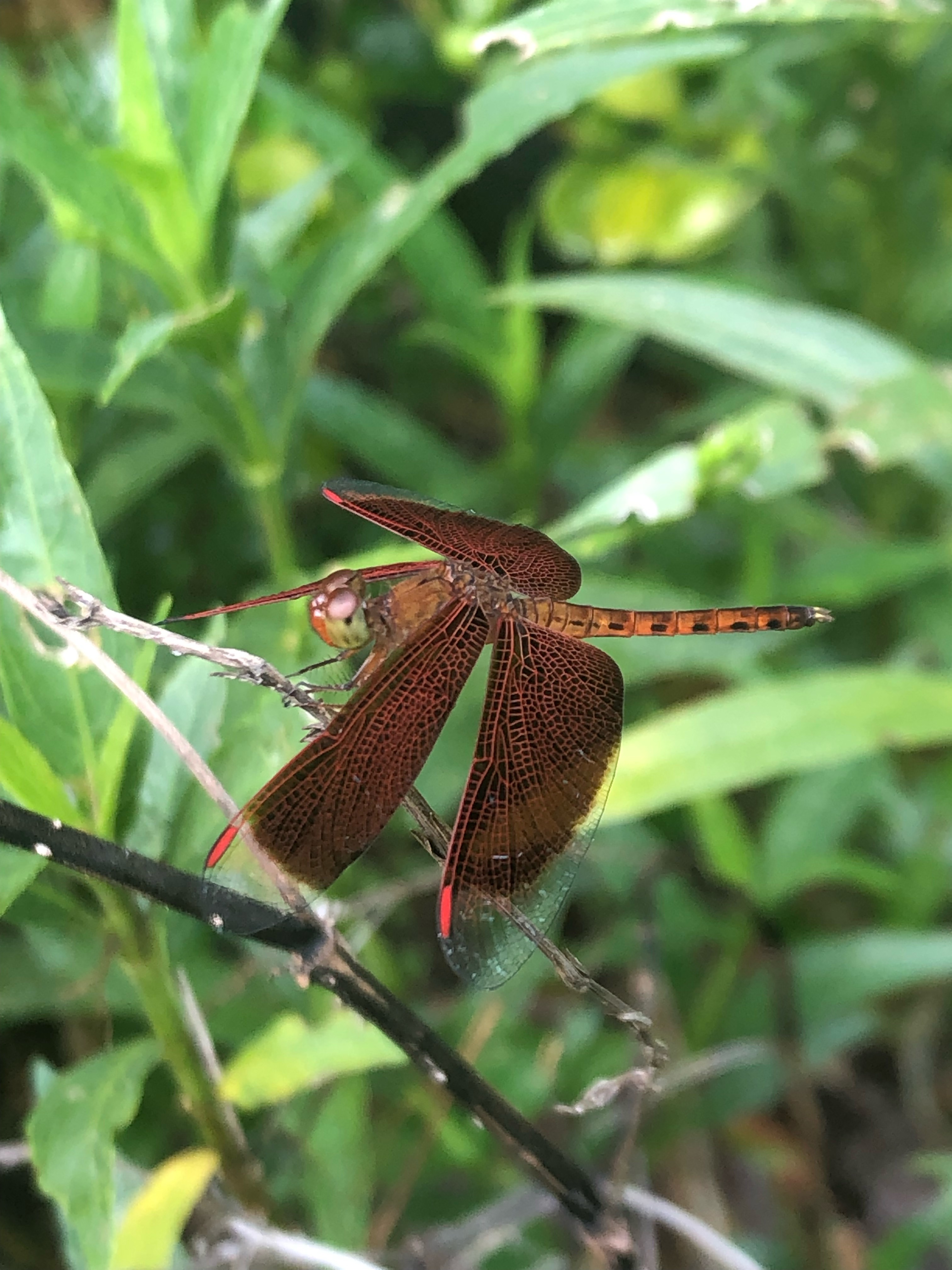 Common parasol (m)