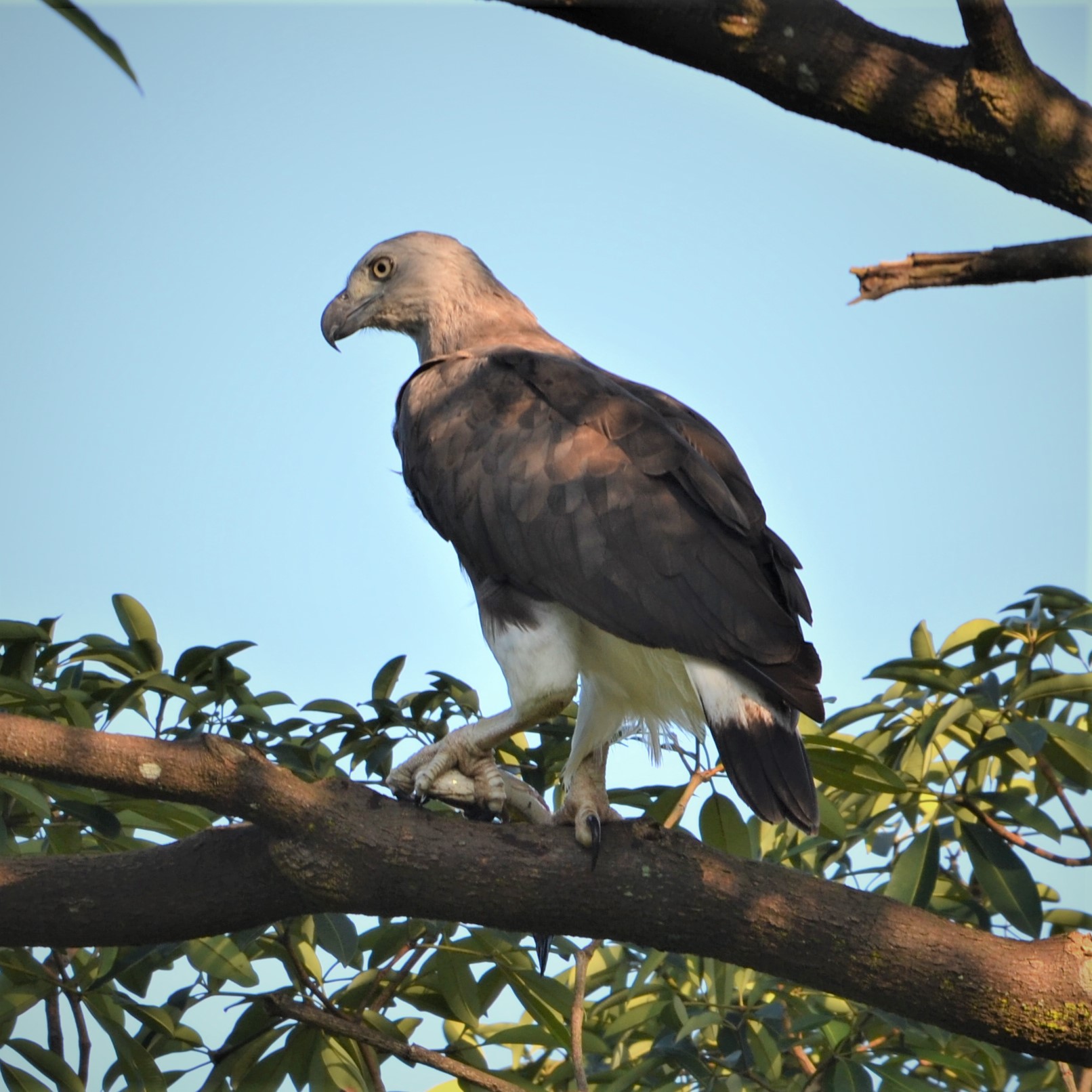 Grey-headed fish eagle