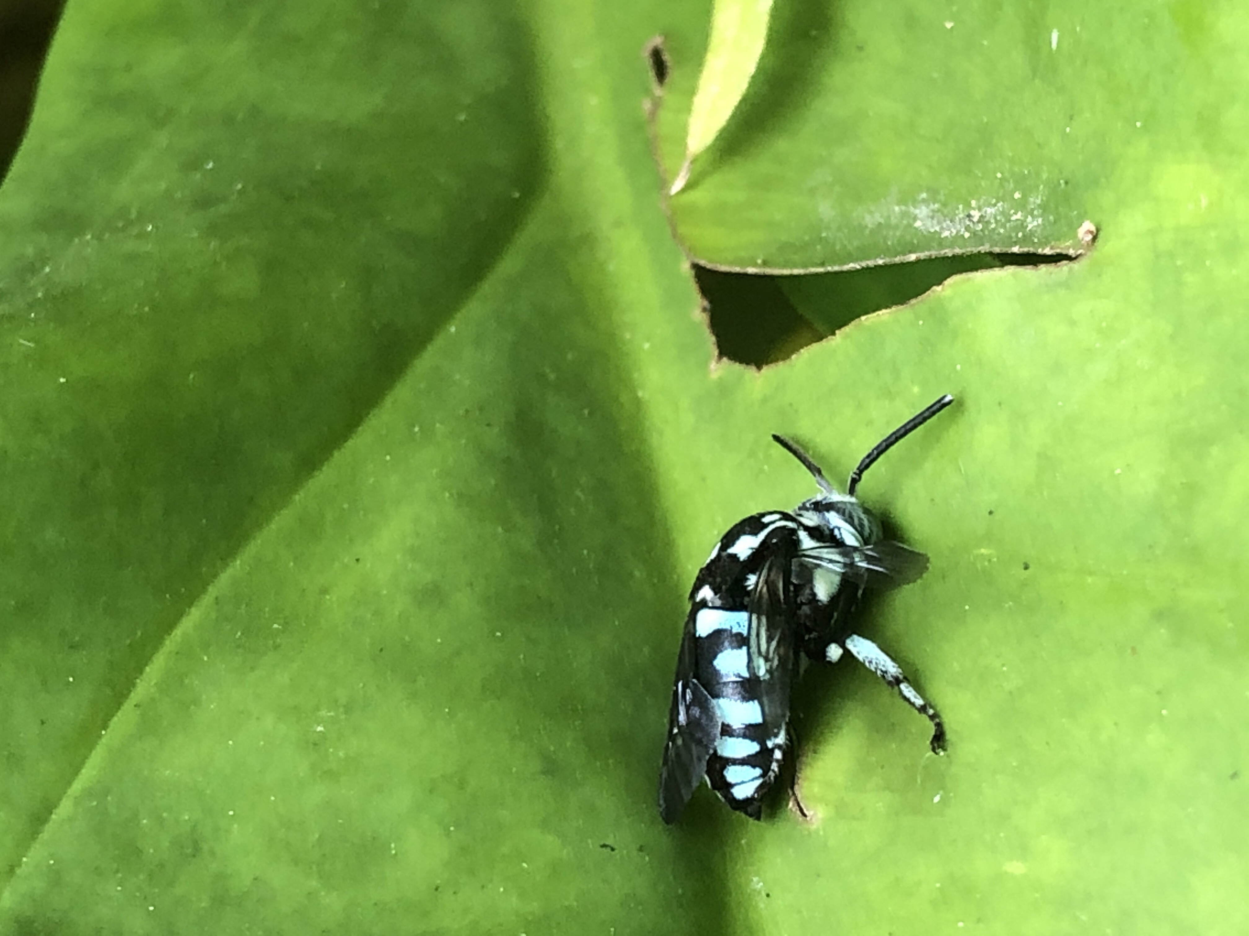 Cloak and dagger bee