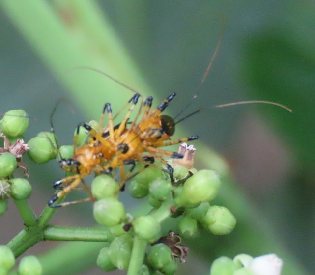 Yellow assassin bug]