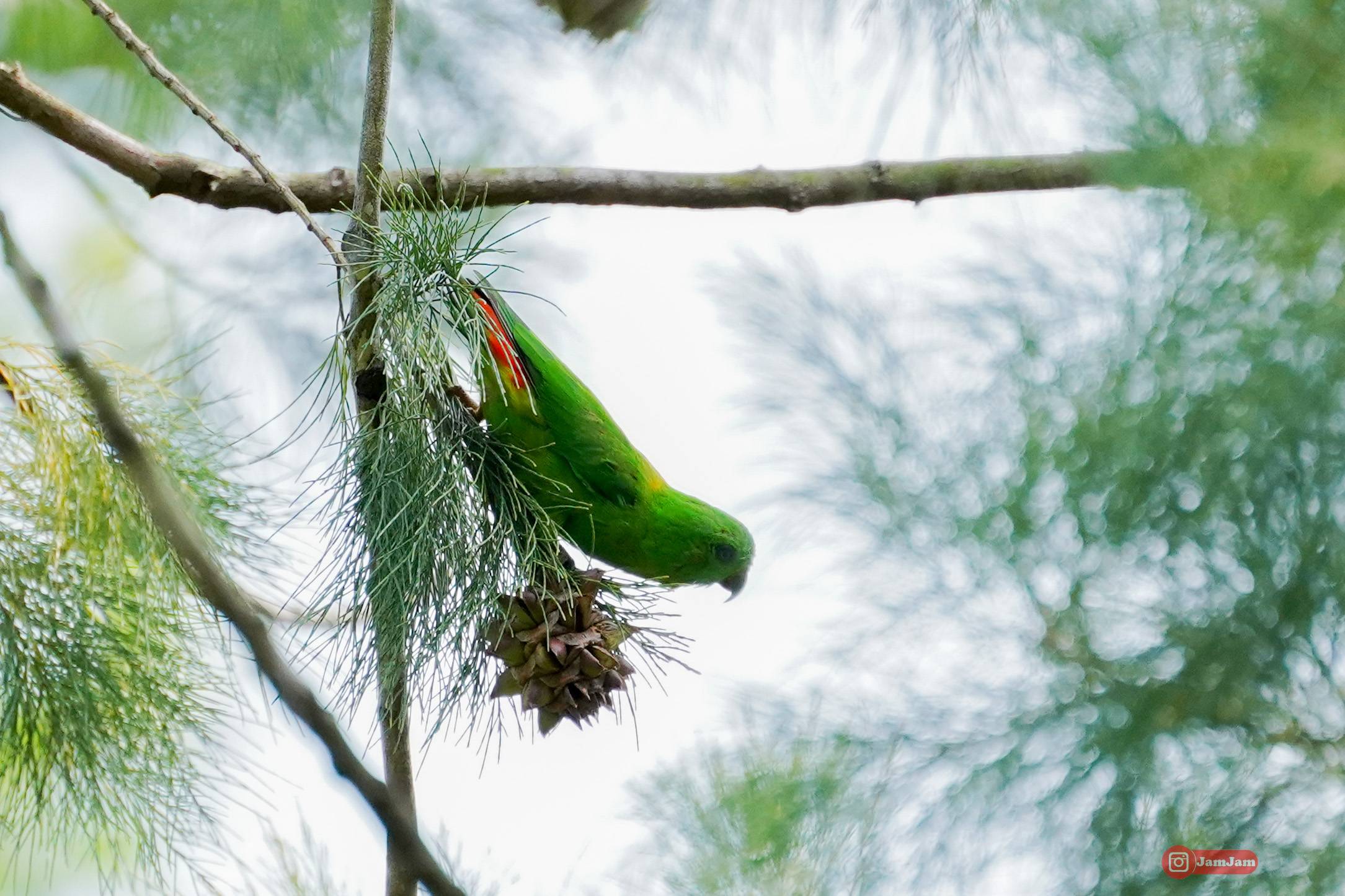 Blue-crowned hanging parrot   