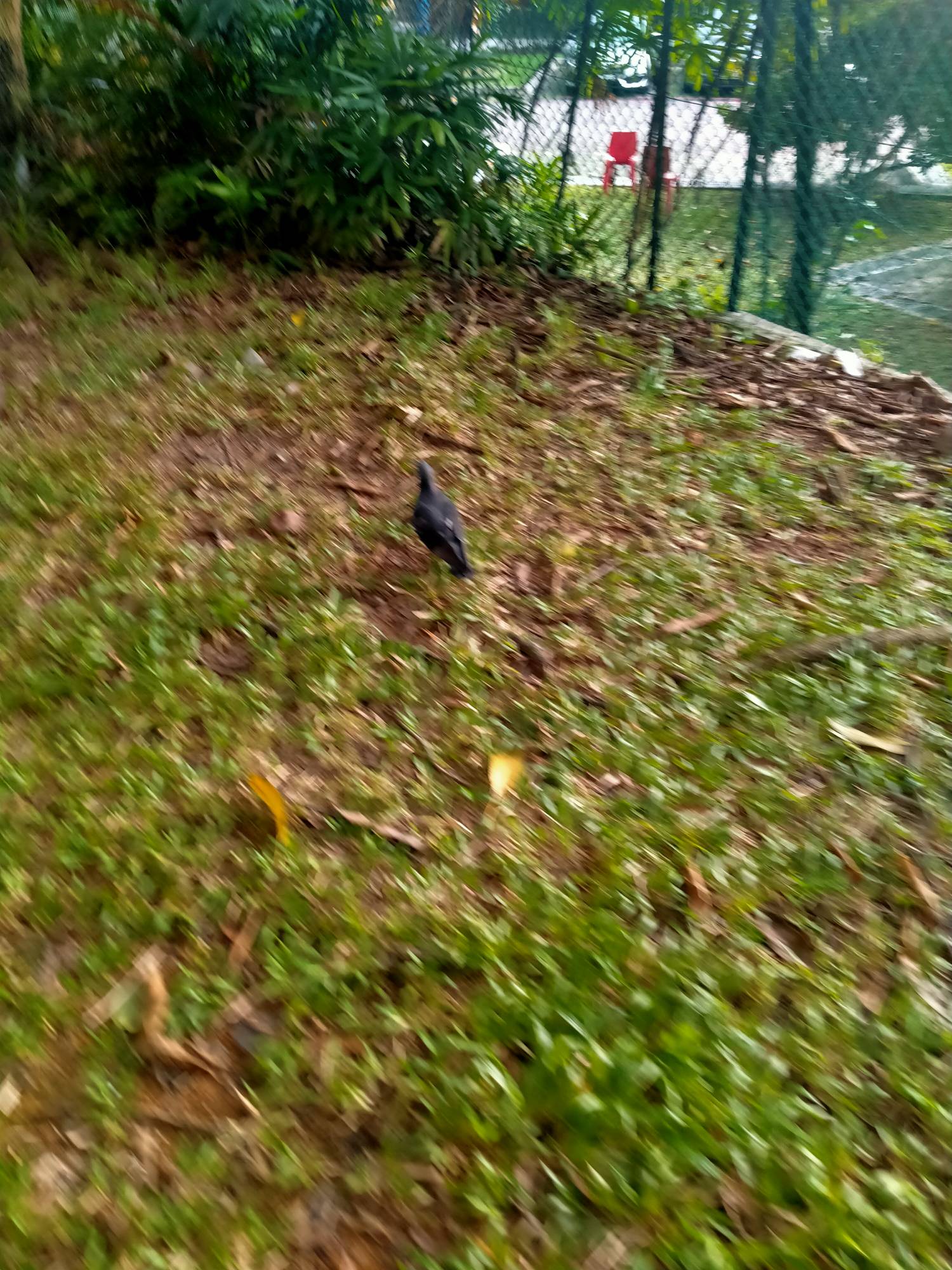 Asian koel