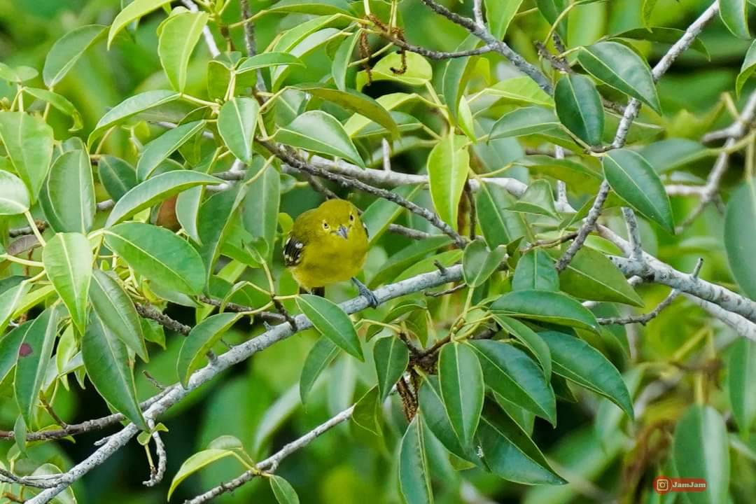 Common iora