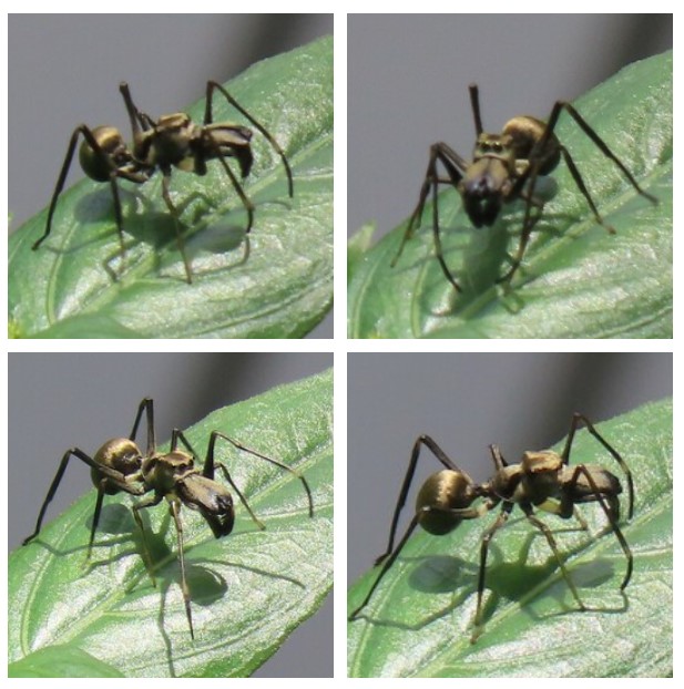 Ant-mimicking spider