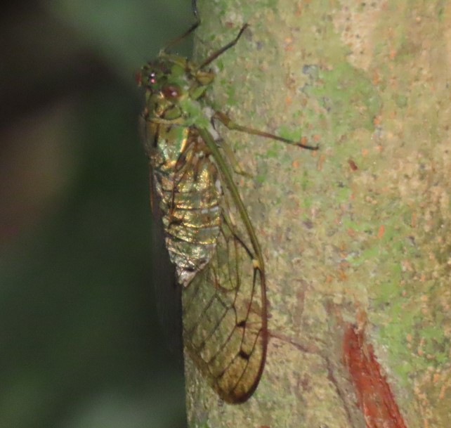 Cicada