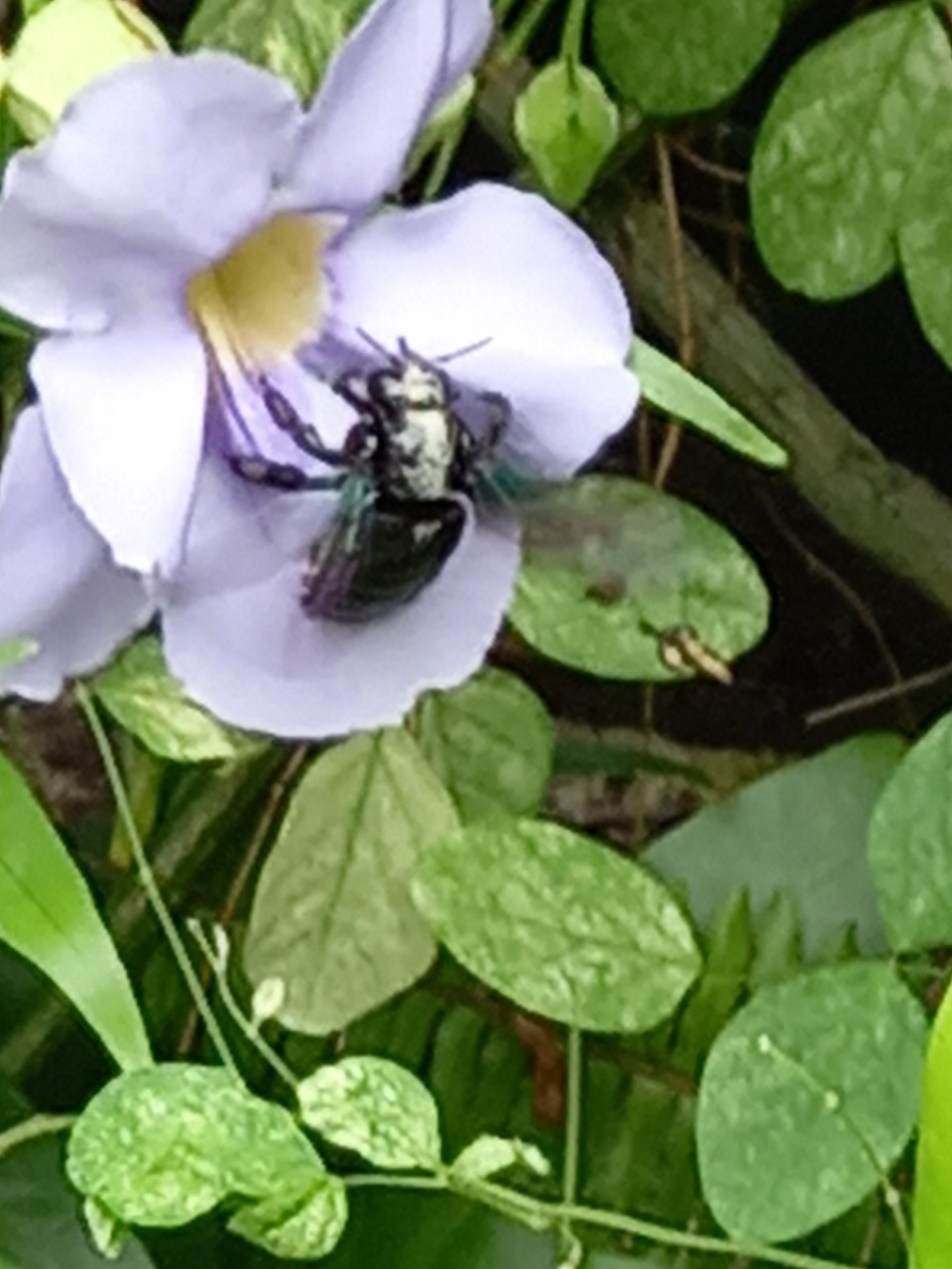 Broad-handed carpenter bee