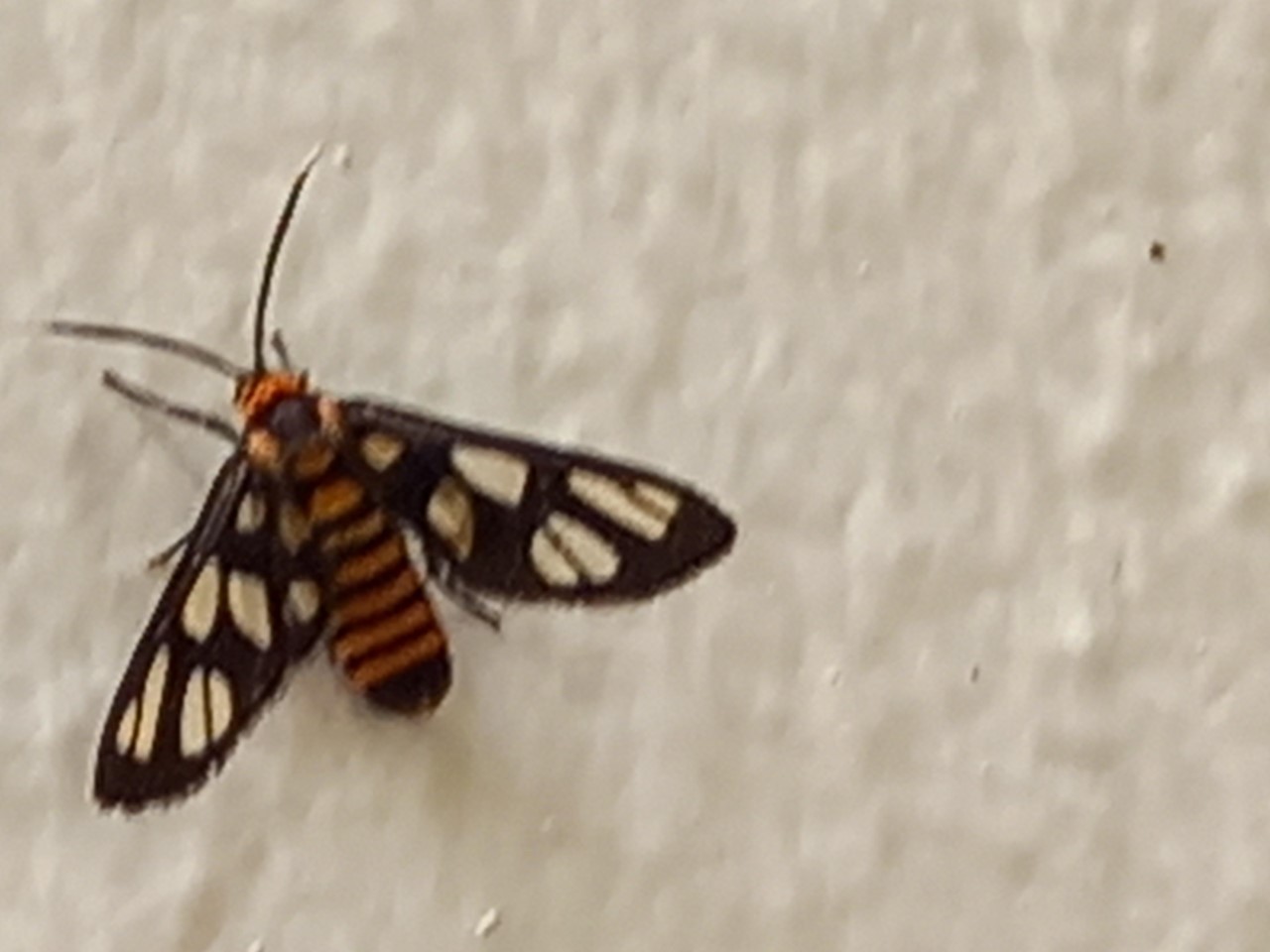 Hubner's wasp moth