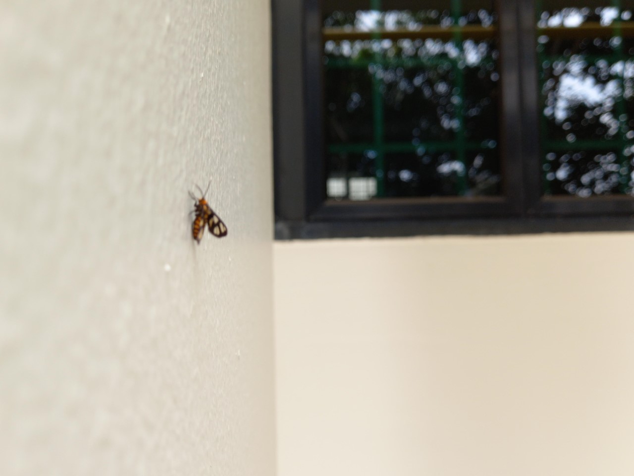 Hubner's wasp moth