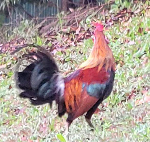 Red junglefowl