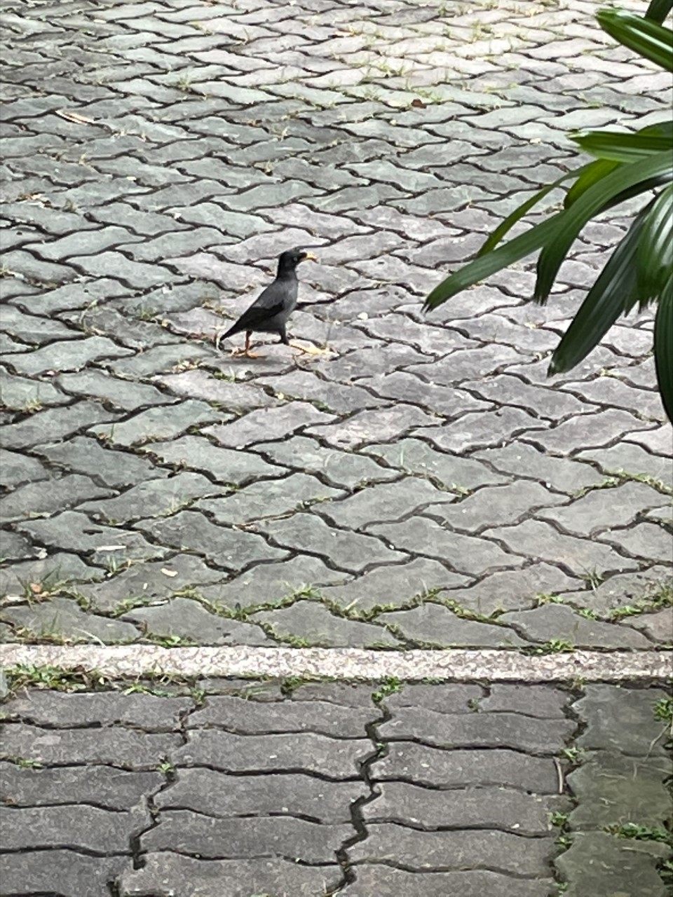 Javan mynah