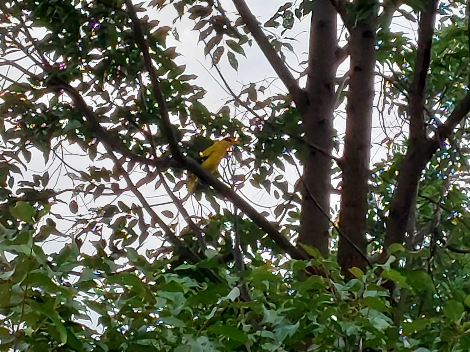 Black-naped oriole