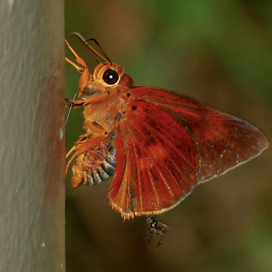 Great orange awlet (Burara etelka) - Biodiversity and Environment ...